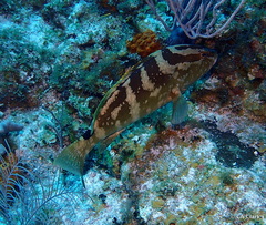 Epinephelus striatus
