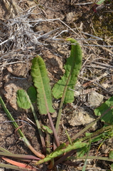 Rumex flexuosus