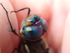 Hemicordulia armstrongi