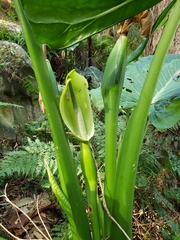 Alocasia