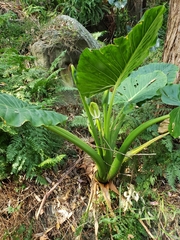 Alocasia