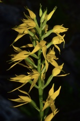 Gavilea lutea