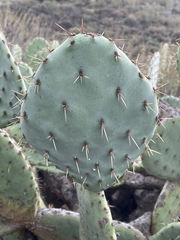 Opuntia × occidentalis