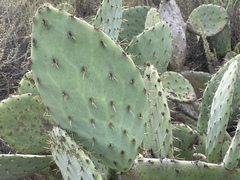 Opuntia × occidentalis