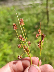 Luzula pallescens