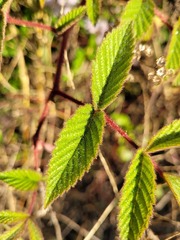 Rubus croceacanthus