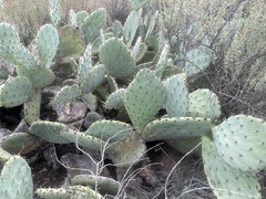 Opuntia × occidentalis