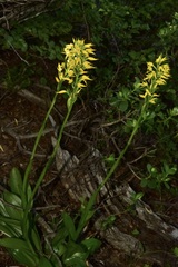Gavilea lutea