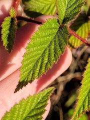 Rubus croceacanthus