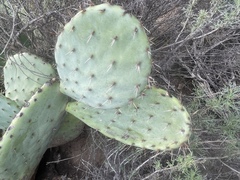Opuntia × occidentalis