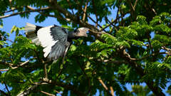 Bycanistes subcylindricus