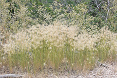 Elymus elymoides elymoides