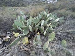 Opuntia × occidentalis