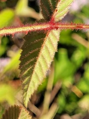 Rubus croceacanthus