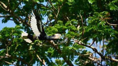 Bycanistes subcylindricus