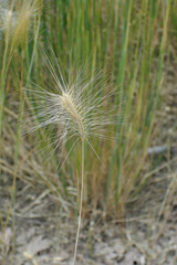 Elymus elymoides elymoides