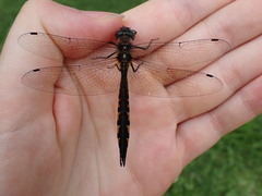 Hemicordulia armstrongi