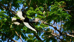 Bycanistes subcylindricus