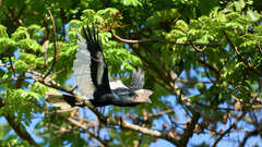 Bycanistes subcylindricus