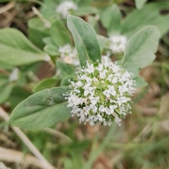 Spermacoce dasycephala