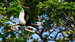 Bycanistes subcylindricus