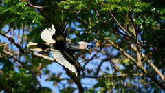 Bycanistes subcylindricus