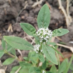 Spermacoce dasycephala