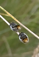 Megachile ferox