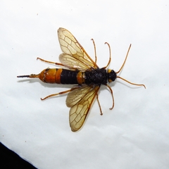 Urocerus gigas