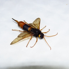 Urocerus gigas