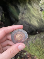 Monadenia infumata