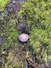 Monadenia infumata