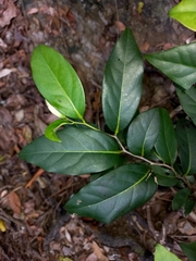Diospyros fasciculosa