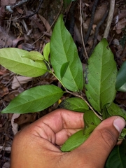 Diospyros fasciculosa