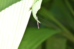 Oxyagrion