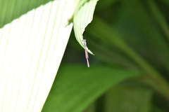 Oxyagrion