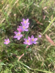 Centaurium tenuiflorum