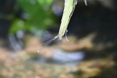 Acanthagrion