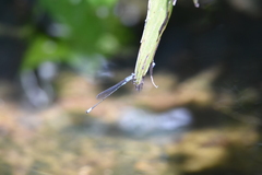 Acanthagrion