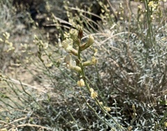 Astragalus pachypus