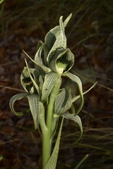 Chloraea grandiflora