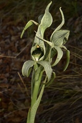 Chloraea grandiflora