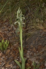 Chloraea grandiflora
