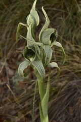Chloraea grandiflora