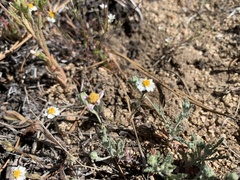 Layia glandulosa