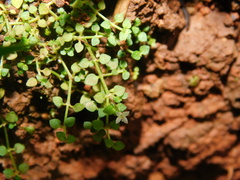 Drymaria villosa