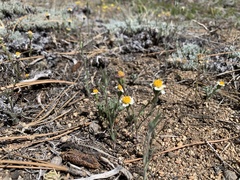Layia glandulosa