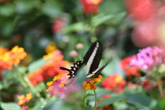 Heraclides hectorides