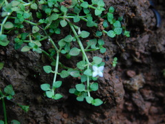 Drymaria villosa