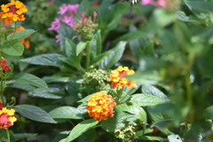 Lantana camara
